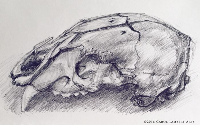 skull sketch1_site_816